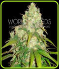 Afghan Kush x Yumboldt - World of Seeds