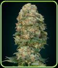 Afghan Skunk - Advanced Seeds