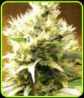 Afghani - Medicann Seeds