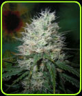 Afghani Dream - British Columbia Seeds