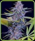 Afghani Gold - Spliff Seeds