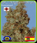 Afghani Kush - Next Generation Seeds