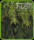 Afghani Kush - Kush Cannabis Seeds