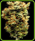 Afghani Mazar-I-Sharif - Delta 9 Labs Seeds