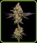 Afghani Mints - Green Bodhi Seeds