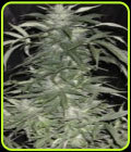 Afghani Special - KC Brains