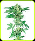 SALE - Afghani #1 - Sensi Seeds - Sensi Seeds