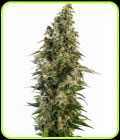 Afghani #1 Automatic - Sensi Seeds