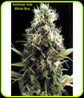 African Buzz - Seedsman Seeds