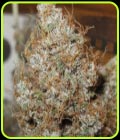 Afro Jam Haze - Ultra Genetics