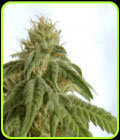 Afrodite - Kannabia Seeds