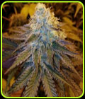 After Cookiez - Grateful Seeds
