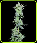 After Z - Grateful Seeds