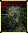 Agent Orange - Subcools The Dank