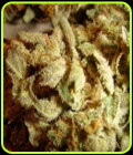 Aiea - Delta 9 Labs Seeds