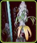 Al Capone OG - Dankonomics Genetics