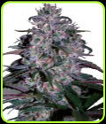 Alakazam - Seedmakers Seeds
