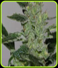 Alaskan Purple - Seedsman Seeds