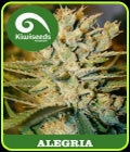 Alegria - Kiwi Seeds
