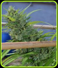 Alice - Original Delicatessen Seeds