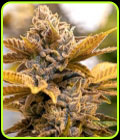 Alien Candy Kush Fast - High Speed Buds