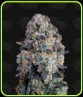 Alien DonutZ - Terp Treez Co