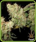 Alien Glue - Flavour Chasers
