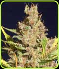 Alien Gorilla - Original Sensible Seeds