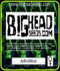 Alien Gorilla - Big Head Seeds