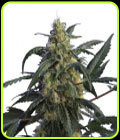 Alien Jack Motta - Hero Seeds