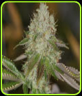 Alien Nightmare - Sin City Seeds