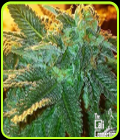 Alien OG - Cali Connection Seeds