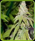 Alien OG - Purple Caper Seeds