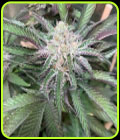 Alien Wedding - Mosca Seeds