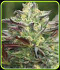 All Gas OG - Humboldt Seed Company