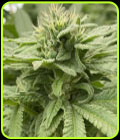 Alpine Strawberry - Cali Connection Seeds