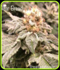 Altar Bread - Cannarado Genetics
