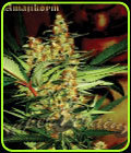 Amajikoym - Super Strains