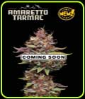 Amaretto Tarmac - Seed Stockers