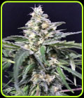 Amazon Haze Auto - R-Kiem Seeds