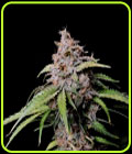 Amnesia Zkittlez Auto - FastBuds