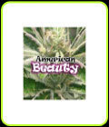 American Beauty - Dr Underground