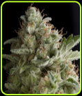 American Pie - Pyramid Seeds