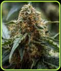 Americhem Dream - Night Owl Seeds