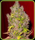 Amethyst - Gage Green Group