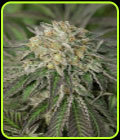 Amherst Sour Diesel - Humboldt Seed Organisation