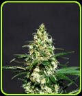 Amnesi-K Lemon - Kannabia Seeds