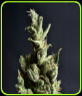 Amnesia - CBD Seeds