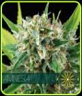 Amnesia - Vision Seeds