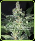 Amnesia - World of Seeds